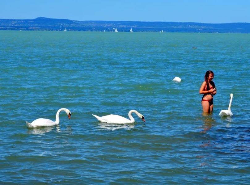 Boglar-Coop Ueduelo Apart otel Balatonboglár Dış mekan fotoğraf